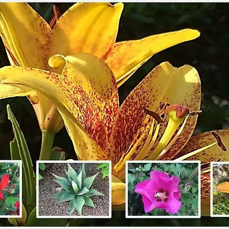 D'hotes De La Roche Frossay